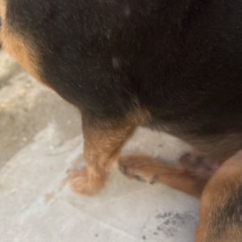 Fur Babes Spa - Spots he was cut - Pet Groomers Near Me - Long Beach, California Fur Babes Spa - Spots he was cut - Pet Groomers Near Me - Long Beach, California