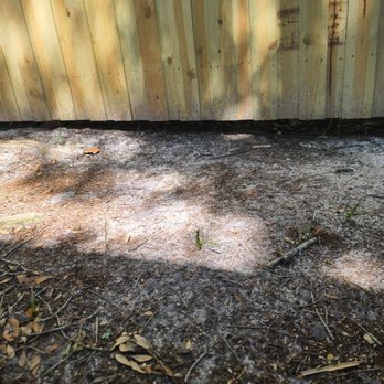 Busy B's Trees - More gaps. - Tree Services Near Me Busy B's Trees - More gaps. - Tree Services Near Me