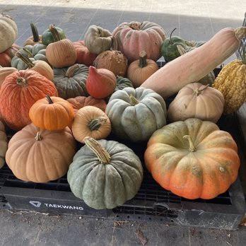 White's Farm - Beautiful pumpkins - Farms Near Me - Vanceboro, North Carolina White's Farm - Beautiful pumpkins - Farms Near Me - Vanceboro, North Carolina