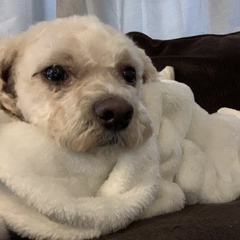 Candy's Dog Salon - Pet Groomers Near Me - Fremont, California