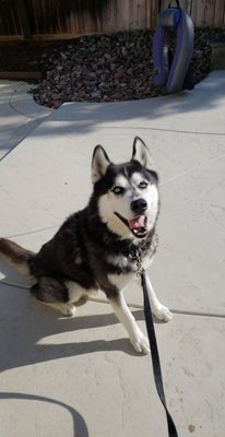 horizon pet supply winchester