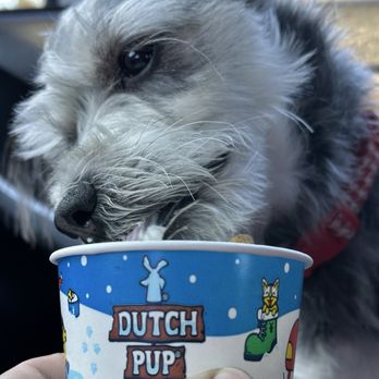 Dutch Bros Coffee - Rufus with pup cup - Juice Bars & Smoothies Near Me - Riverside, California Dutch Bros Coffee - Rufus with pup cup - Juice Bars & Smoothies Near Me - Riverside, California