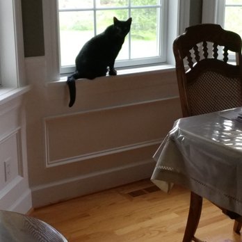 Pol Veterinary Services - My poor little kitty needs Dr. pols help. Injured last year and now has a hernia - Veterinarians Near Me - Weidman, Michigan Pol Veterinary Services - My poor little kitty needs Dr. pols help. Injured last year and now has a hernia - Veterinarians Near Me - Weidman, Michigan