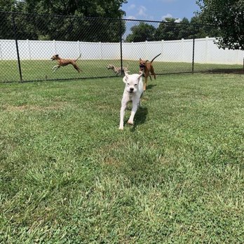 Mountain Run Kennel - Happy dogs in the play yard - Pet Boarding Near Me - Culpeper, Virginia Mountain Run Kennel - Happy dogs in the play yard - Pet Boarding Near Me - Culpeper, Virginia