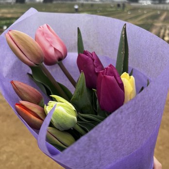 Texas-Tulips - They wrap them in a bouquet for you once finished - Nurseries & Gardening Near Me - Pilot Point, Texas