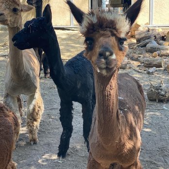 Uinta Alpacas - Make alpacas - Attraction Farms Near Me - Willard, Utah
