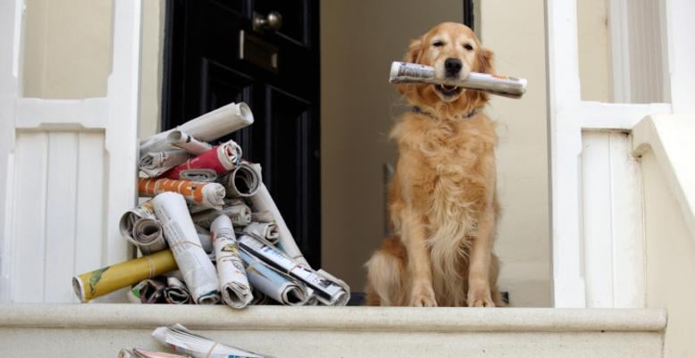 A Paw Above the Rest Pet Sitting - pet boarding facility in Glen Allen, VA
