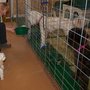 Photo of Dog Heaven Pet Spa and Retreat