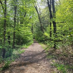 Massacoe State Forest - Trail
