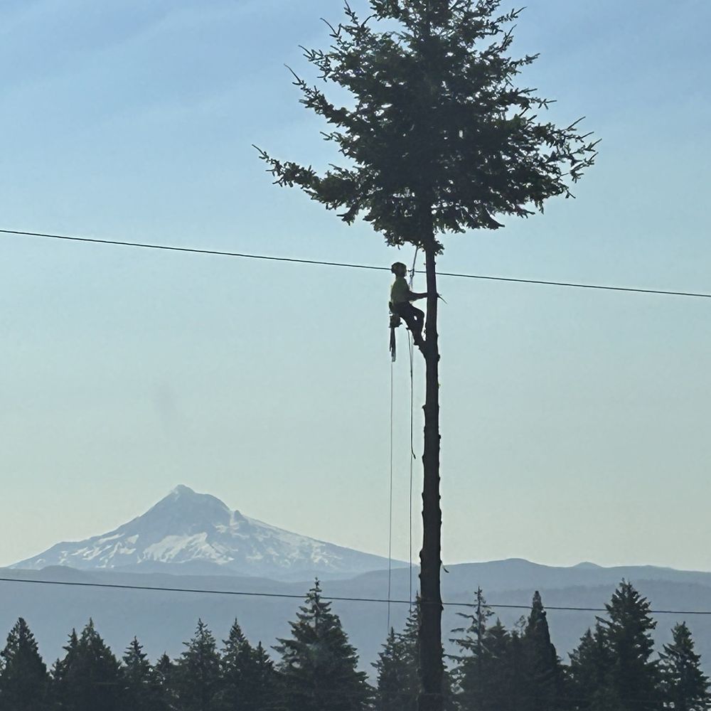 Samsara Tree Care - Tree Services Near Me - Washougal, Washington Samsara Tree Care - Tree Services Near Me - Washougal, Washington