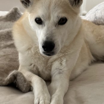 Companion Pet Services - Stella - Dog Walkers Near Me Companion Pet Services - Stella - Dog Walkers Near Me