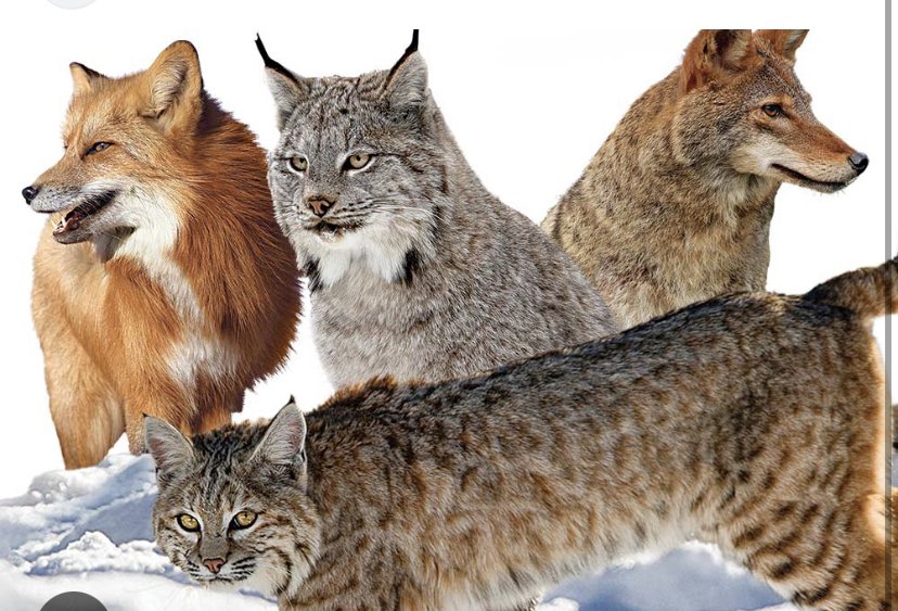 CB PREDATOR CONTROL 145 Co Rd 107, Gatesville, Texas Wildlife Control Phone Number Yelp