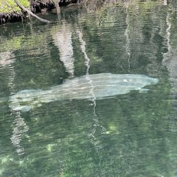 Manatee right off the boat Manatee right off the boat
