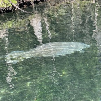 Crystal River Watersports - Manatee right off the boat - Scuba Diving Near Me - Crystal River, Florida Crystal River Watersports - Manatee right off the boat - Scuba Diving Near Me - Crystal River, Florida
