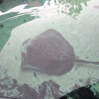 Interactive Aquarium Cancún - Aquariums Near Me - Cancún, ROO