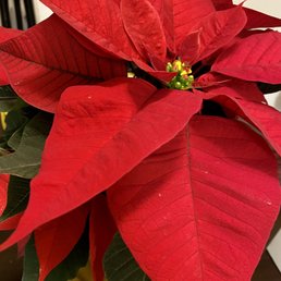 $7.99 gorgeous :)