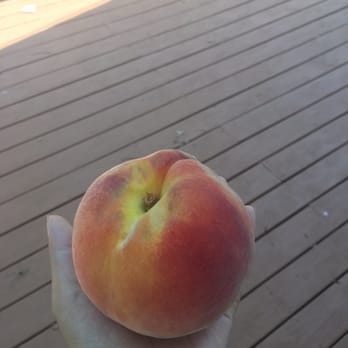 Sara's Roadside Stand - Peaches as big as my hand! - Fruits & Veggies Near Me - Trenton, South Carolina Sara's Roadside Stand - Peaches as big as my hand! - Fruits & Veggies Near Me - Trenton, South Carolina