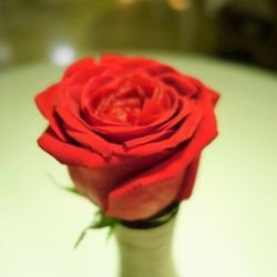 Quique Dacosta - Cinnamon Branch, Prunes, Petals of Roses, Gin Tonic of Apple @endoedibles on Instagram for more