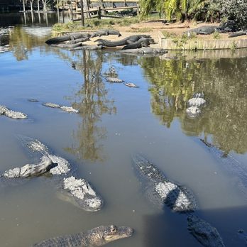 Gatorland - We were on top of the feeding area. So yes they were hungry and they wanted one of us the Sunday jump in the water for fresh snack lol - Zoos Near Me - Orlando, Florida Gatorland - We were on top of the feeding area. So yes they were hungry and they wanted one of us the Sunday jump in the water for fresh snack lol - Zoos Near Me - Orlando, Florida