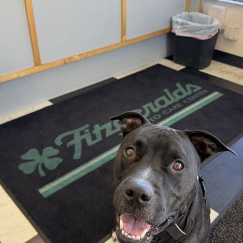 Fitzgeralds Auto Care Center - Everyone was so friendly to my dog!! - Auto Repair Near Me - Costa Mesa, California Fitzgeralds Auto Care Center - Everyone was so friendly to my dog!! - Auto Repair Near Me - Costa Mesa, California