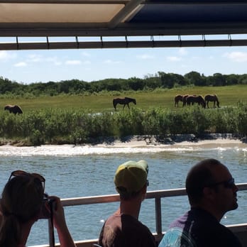 Explorer Nature Cruises - Ponies - Boat Charters Near Me - Ocean City, Maryland Explorer Nature Cruises - Ponies - Boat Charters Near Me - Ocean City, Maryland