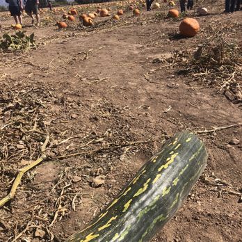 Mesilla Valley Maze - Pumpkin Patches Near Me - Las Cruces, New Mexico Mesilla Valley Maze - Pumpkin Patches Near Me - Las Cruces, New Mexico