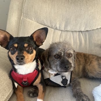 Bow Wow Beautiful Pet Spa - Pet Groomers Near Me - San Clemente, California