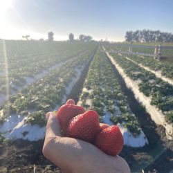 Rodela Produce and Flowers - Berry good!!