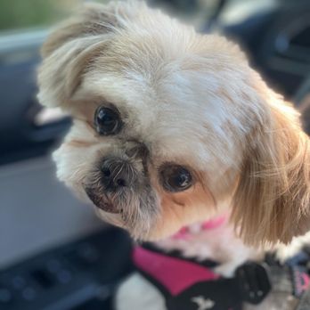 Bark Avenue - Pet Groomers Near Me - Cedar Park, Texas