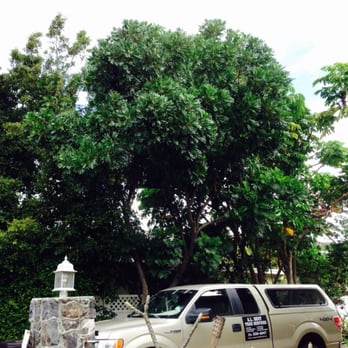 AL Best Tree Services - My very tall trees that badly needed trimming. - Tree Services Near Me AL Best Tree Services - My very tall trees that badly needed trimming. - Tree Services Near Me