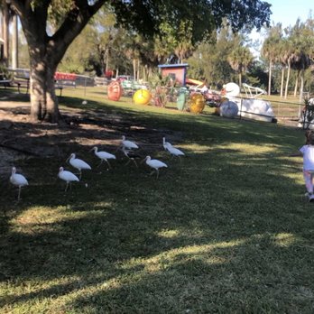 Amelia Earhart Park - Birds everywhere - Parks Near Me - Hialeah, Florida Amelia Earhart Park - Birds everywhere - Parks Near Me - Hialeah, Florida