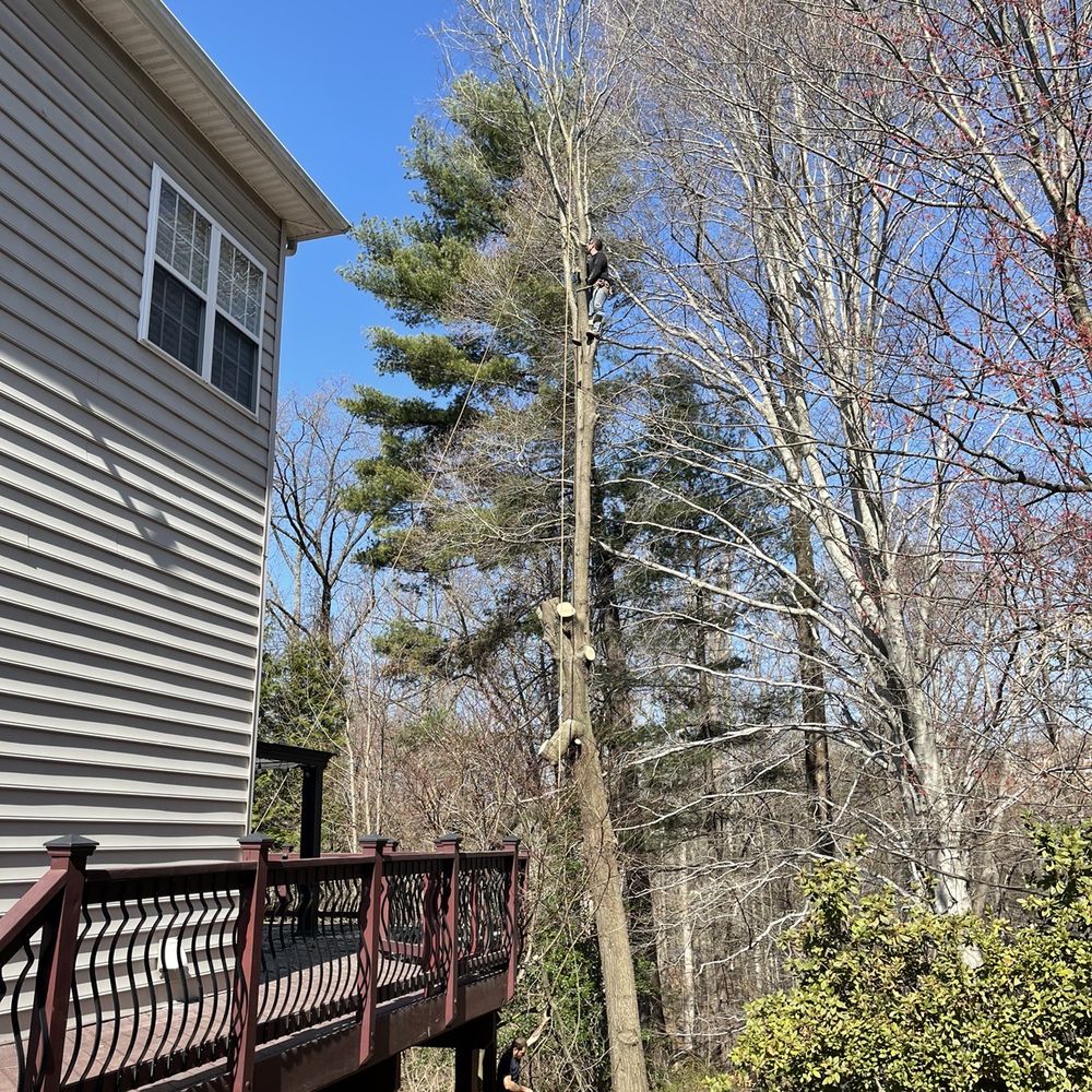 Mills Tree Service - Look at the fearlessness! - Tree Services Near Me - Rixeyville, Virginia Mills Tree Service - Look at the fearlessness! - Tree Services Near Me - Rixeyville, Virginia