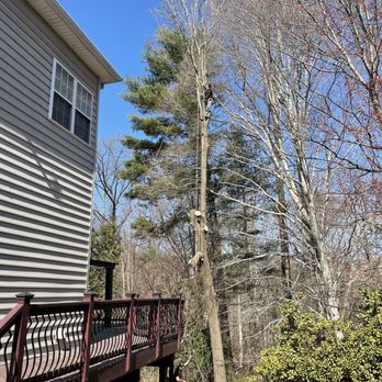 Mills Tree Service - Look at the fearlessness! - Tree Services Near Me - Rixeyville, Virginia Mills Tree Service - Look at the fearlessness! - Tree Services Near Me - Rixeyville, Virginia