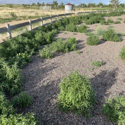 Big Dry Creek Dog Park