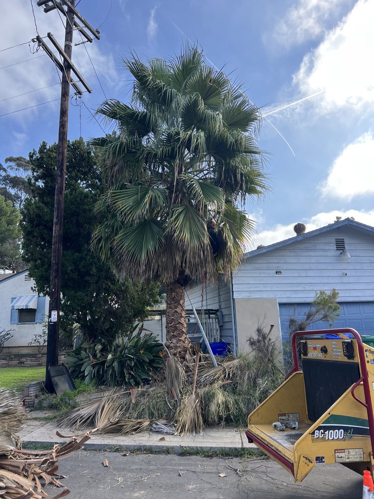Paradise Palm & Tree Trimming Service - tree service in San Diego, CA