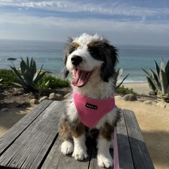 My Doodle Crush - Beach time - Pet Breeders Near Me My Doodle Crush - Beach time - Pet Breeders Near Me