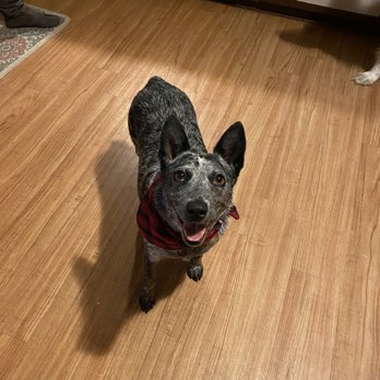 CBS Pack Leader - Up to Brigete Shaw standards obedience trained. Thank you so much! - Pet Training Near Me