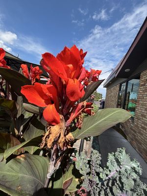 Duluth Grill by null