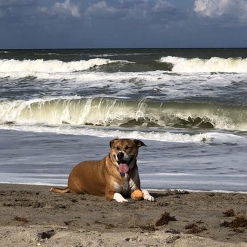 Paws 4 Play - Pet Groomers Near Me - Tequesta, Florida
