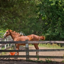 Hawks Hollow Farm