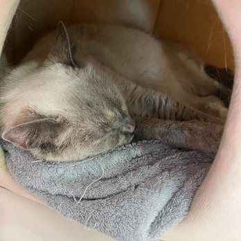 Kitty Bubble Cafe & Bar - Cafes Near Me - Columbus, Ohio