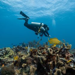 Sand Dollar Sports - Explore the beautiful reefs of Cozumel with us. Our dive guides are among the best and know every site intimately.