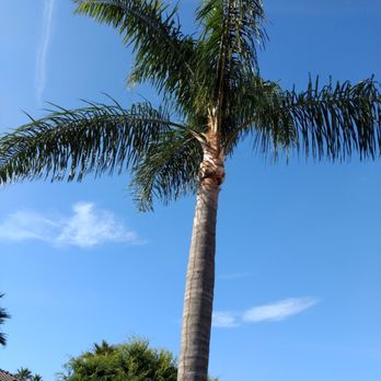 Reg’s Tree Service - Tree Services Near Me - Corona, California Reg’s Tree Service - Tree Services Near Me - Corona, California