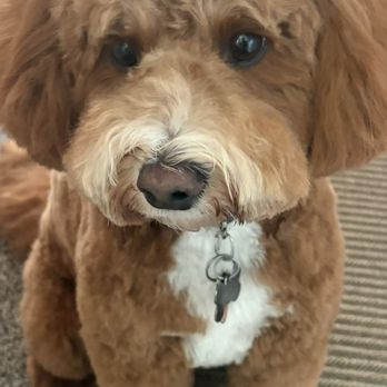 Eternal Wines - My happy camper pup, Peanut! - Wineries Near Me - Milton-Freewater, Oregon