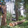 Photo of Tree-Line