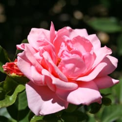 Veale Gardens