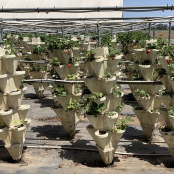 Davis Ranch, LLC - Fresh you pick strawberries - Fruits & Veggies Near Me - Sloughhouse, California Davis Ranch, LLC - Fresh you pick strawberries - Fruits & Veggies Near Me - Sloughhouse, California