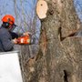 Photo of AC Tree Experts