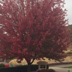 Lee Willis , DDS, IBO PC - Rustic Red maple tree hovering over Dr. Lee Willis' dental sign during the fall. 2015