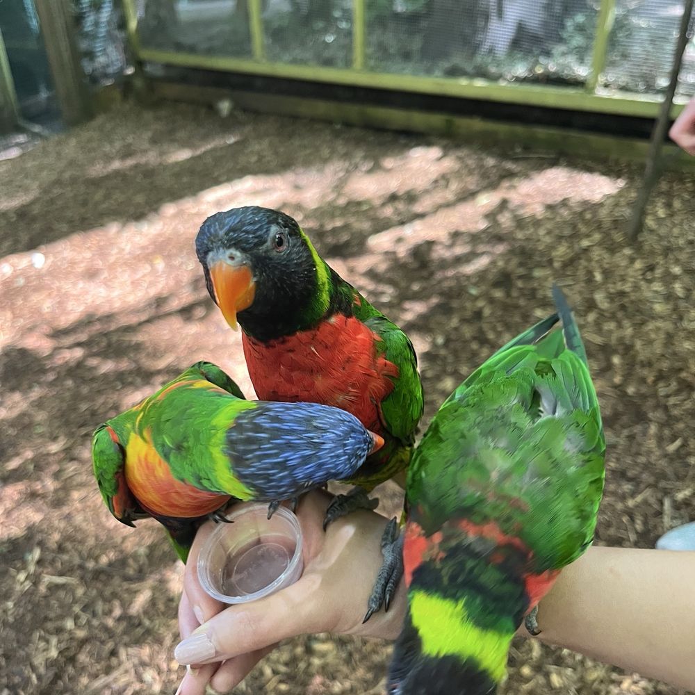 Parrot Mountain & Gardens - Bird feeding (separate ticket required per person) - Parks Near Me - Pigeon Forge, Tennessee Parrot Mountain & Gardens - Bird feeding (separate ticket required per person) - Parks Near Me - Pigeon Forge, Tennessee